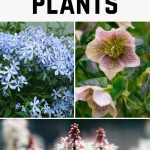 17 shade loving plants, plants that love the shade