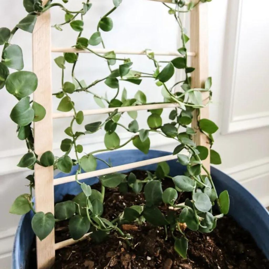9 DIY Trellis Designs to Spruce Up Your Garden 1 Indoor Potted Plant Trellis