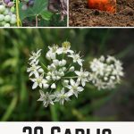 20 Garlic Chives Companion Plants