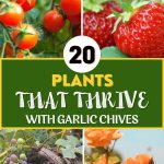 20 Plants That Thrive with Garlic Chives