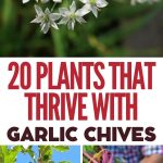 20 Plants That Thrive with Garlic Chives