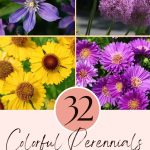 32 Colorful Perennials That Will Never Leave Your Garden Once Planted