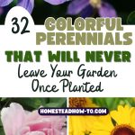 32 Colorful Perennials That Will Never Leave Your Garden Once Planted