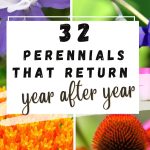 32 perennials that return year after year