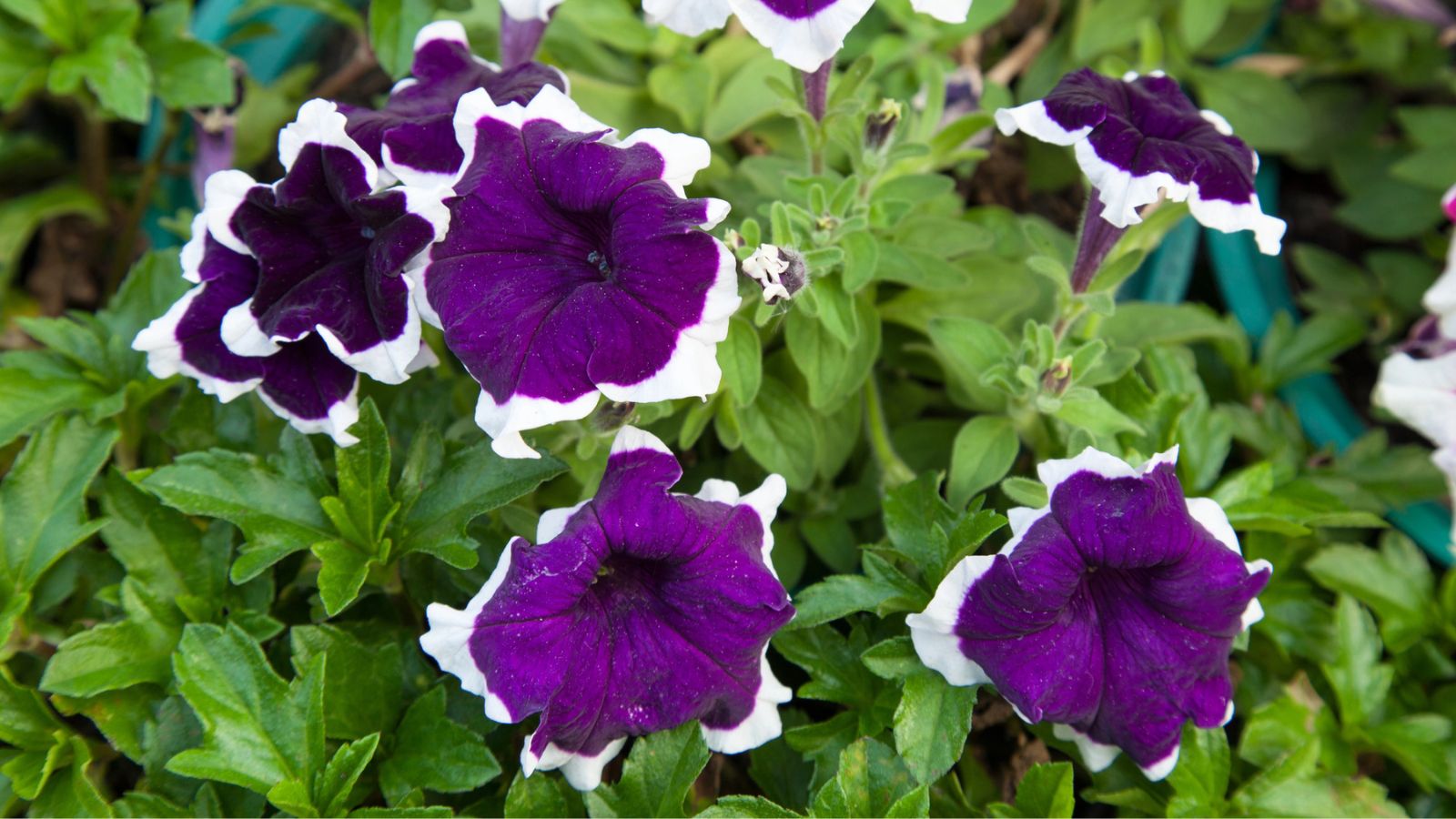 petunias
