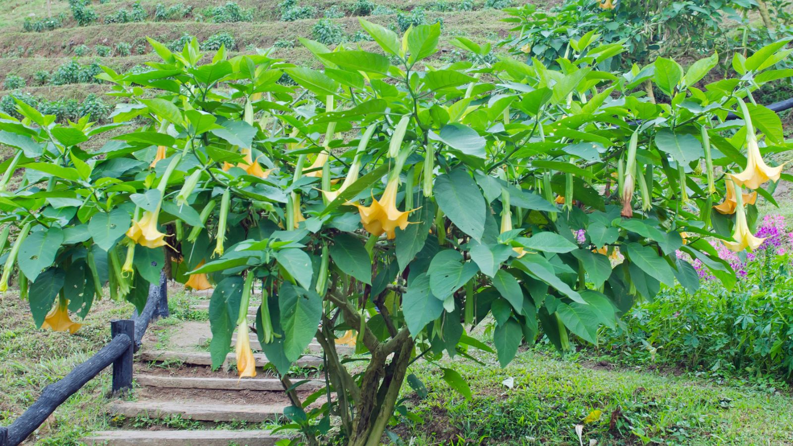 Yellow angel trumpet flowers on the tree.