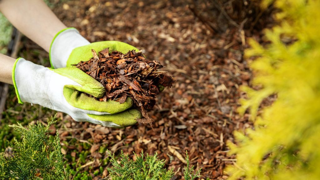 How to Eliminate Fire Ants in Your Yard 9 mulching garden conifer bed with pine tree bark mulch