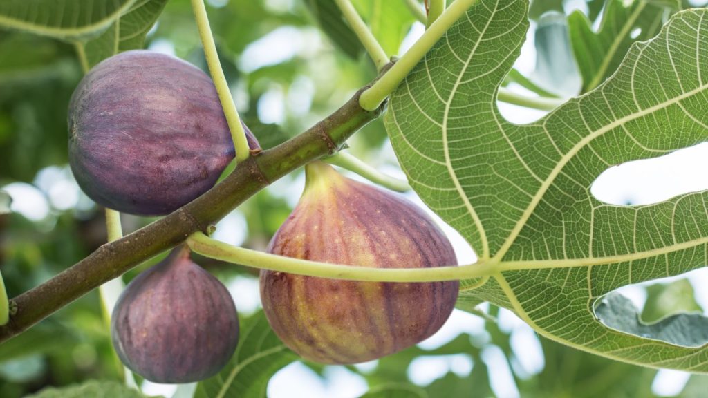 Yes, You Can Grow These 12 Fruit Trees Inside Your Home 9 Ripe fig fruits on the tree.