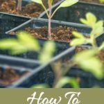 How To Germinate Seeds Pin