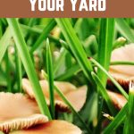 How To Prevent Wild Mushrooms from Growing In Your Yard Pin