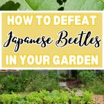 How to Defeat Japanese Beetles in Your Garden