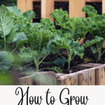 How to Grow Kale from Tiny Seeds to Leafy Greens
