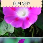 How to Grow Morning Glory from Seed