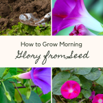 How to Grow Morning Glory from Seed