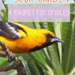 How to Make Your Garden a Magnet for Orioles