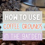How to Use Coffee Grounds in the Garden