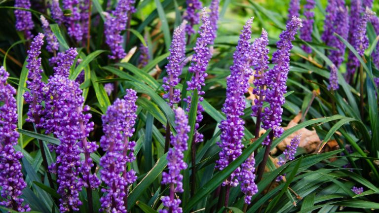 14 Ground Covers and Shrubs for Erosion Control in Your Yard