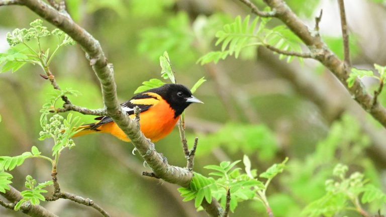 How to Create a Garden Orioles Will Love