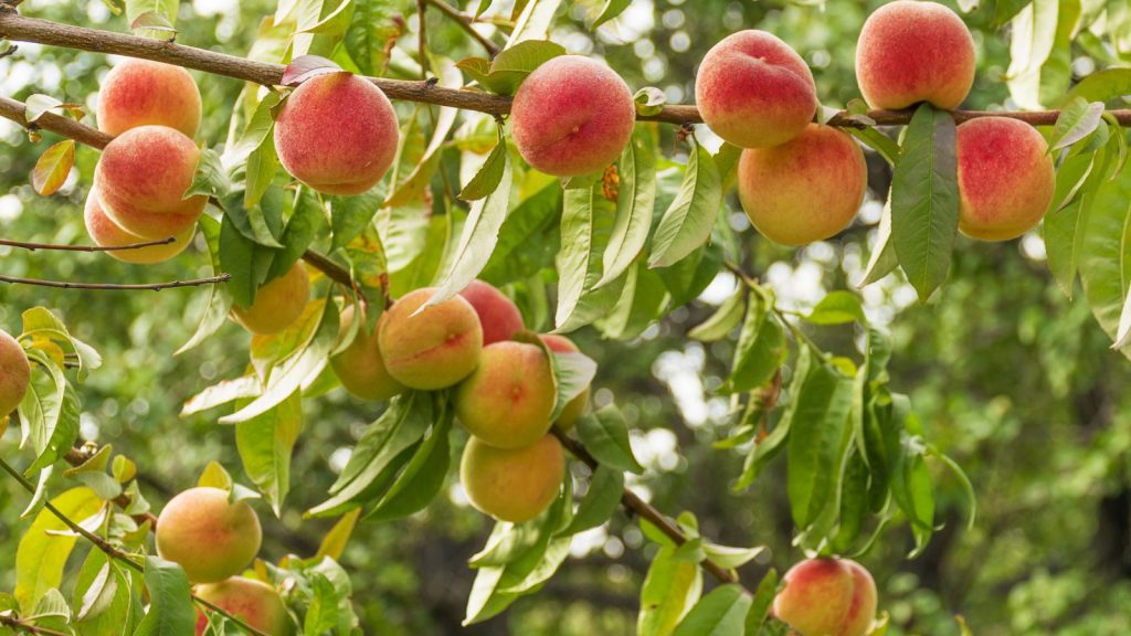 Yes, You Can Grow These 12 Fruit Trees Inside Your Home 5 Ripe sweet peaches grow on a tree in the garden.