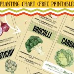 Vegetable Companion Planting Chart (Free Printable)