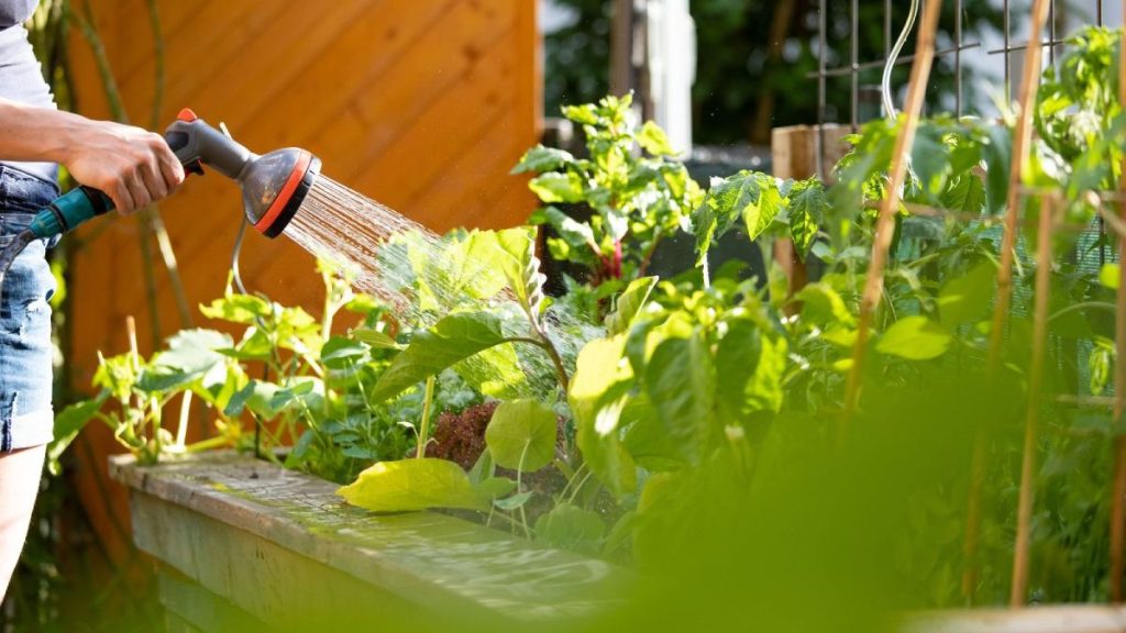 Stop Mowing and Fertilizing—These No-Mow Grass Alternatives Are All You Need 14 Urban gardening: Watering fresh vegetables and herbs on fruitful soil in the own garden, raised bed.