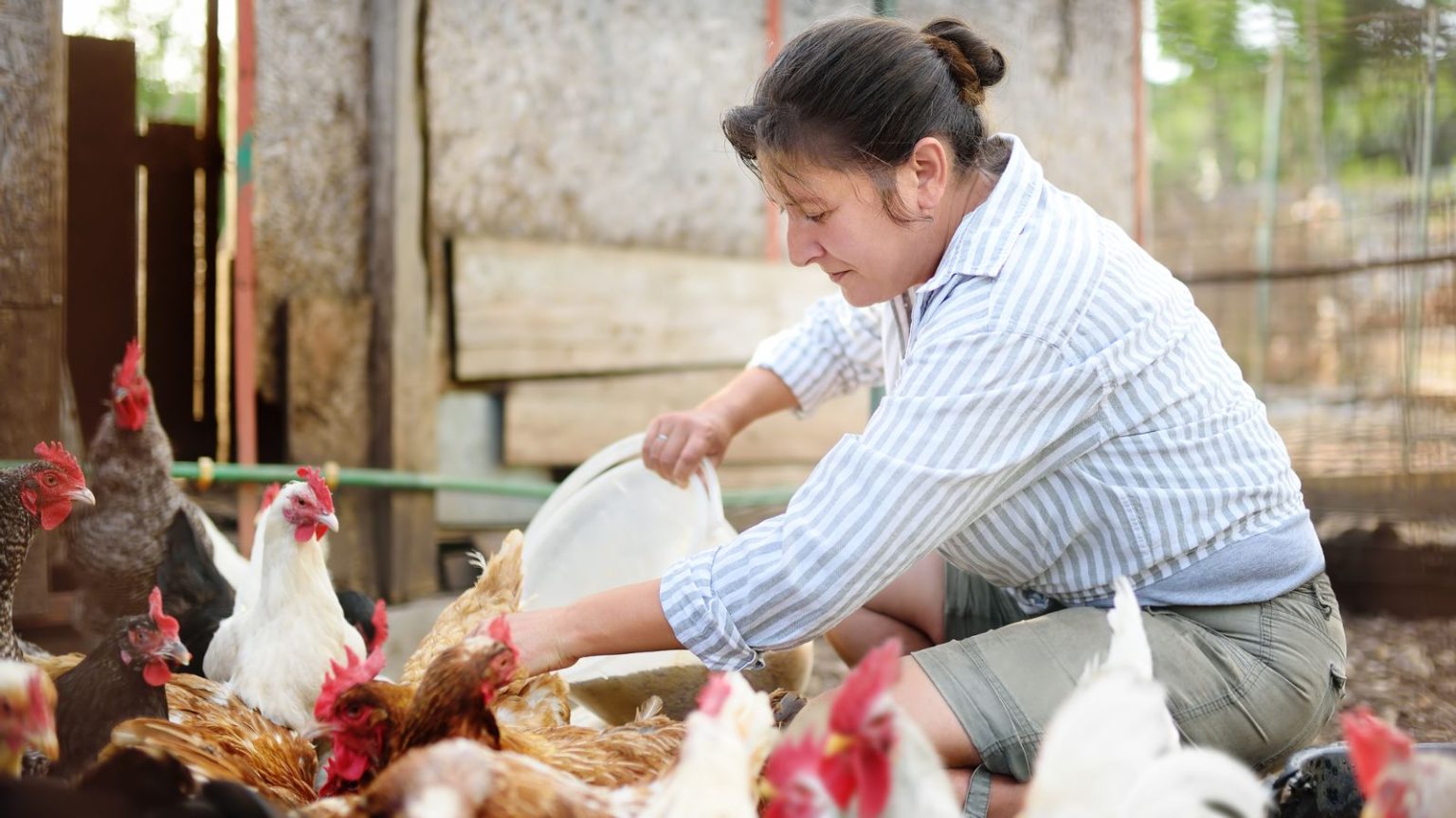 Are Chickens Noisy? Tips On How To Keep Chickens Quiet