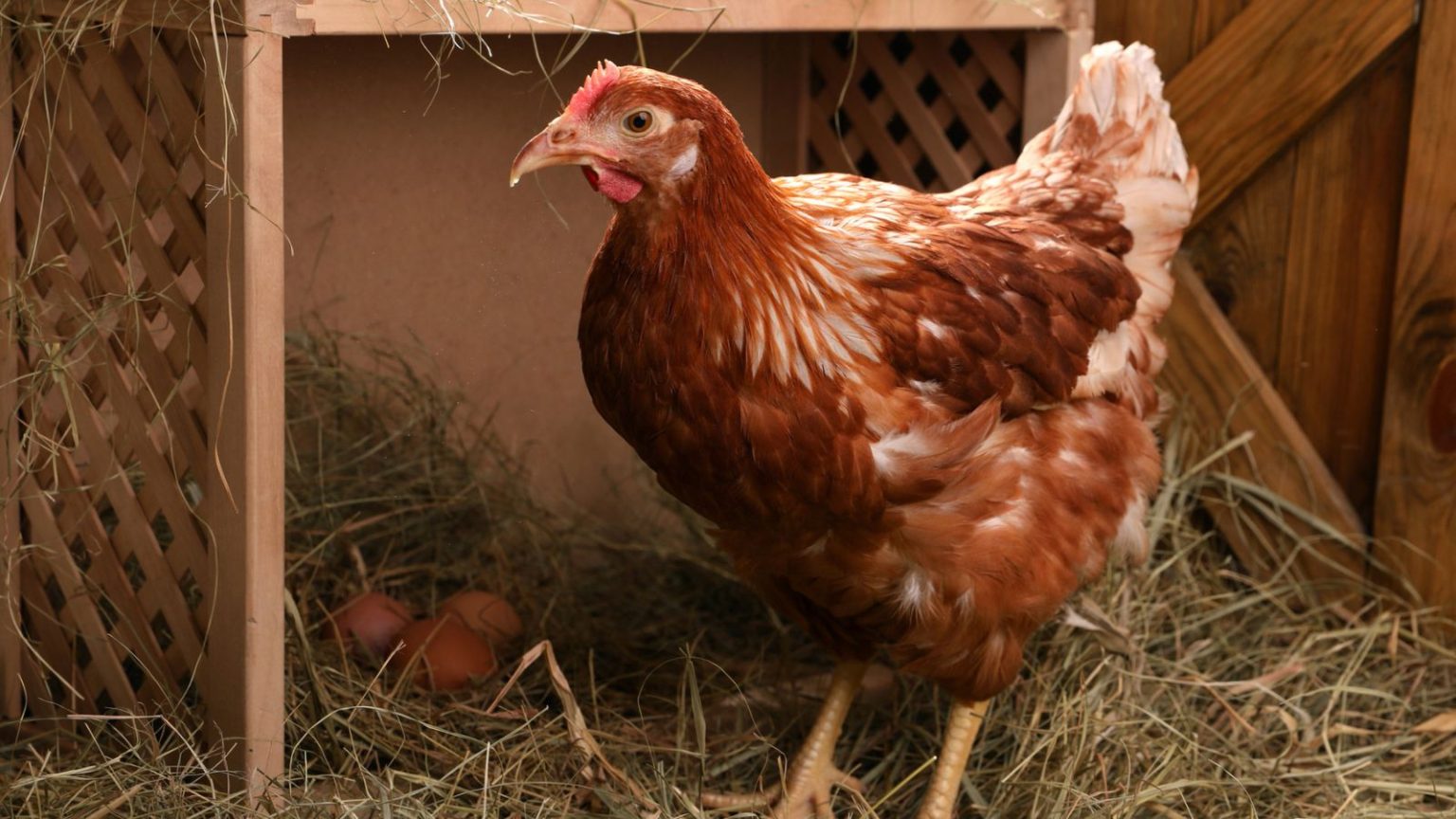 Do Chickens Urinate? How Chickens Really Get Rid Of Waste