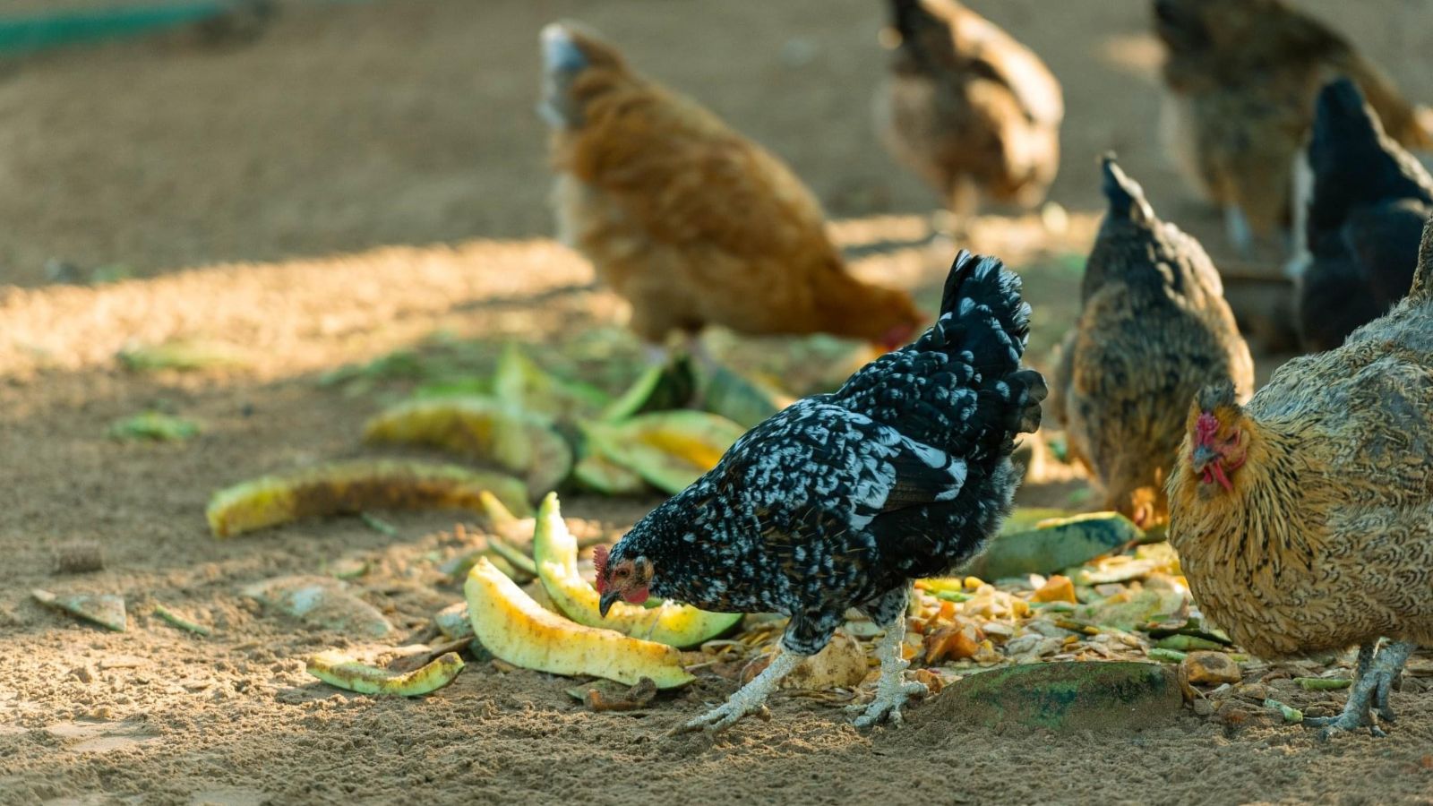 Can Backyard Chickens Eat Mango?