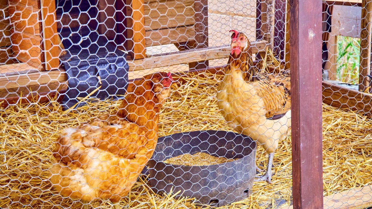 Chicken Coop Essentials Key Features Every Coop Must Have