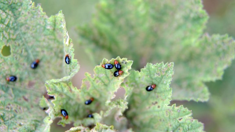 How to Stop Flea Beetles from Eating Your Garden
