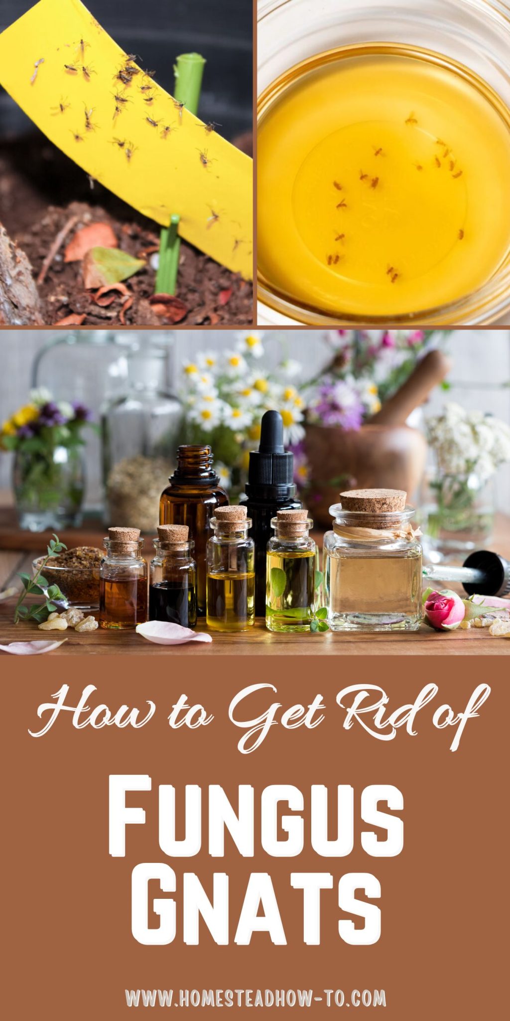 How To Get Rid Of Gnats: DIY Gnat Killer