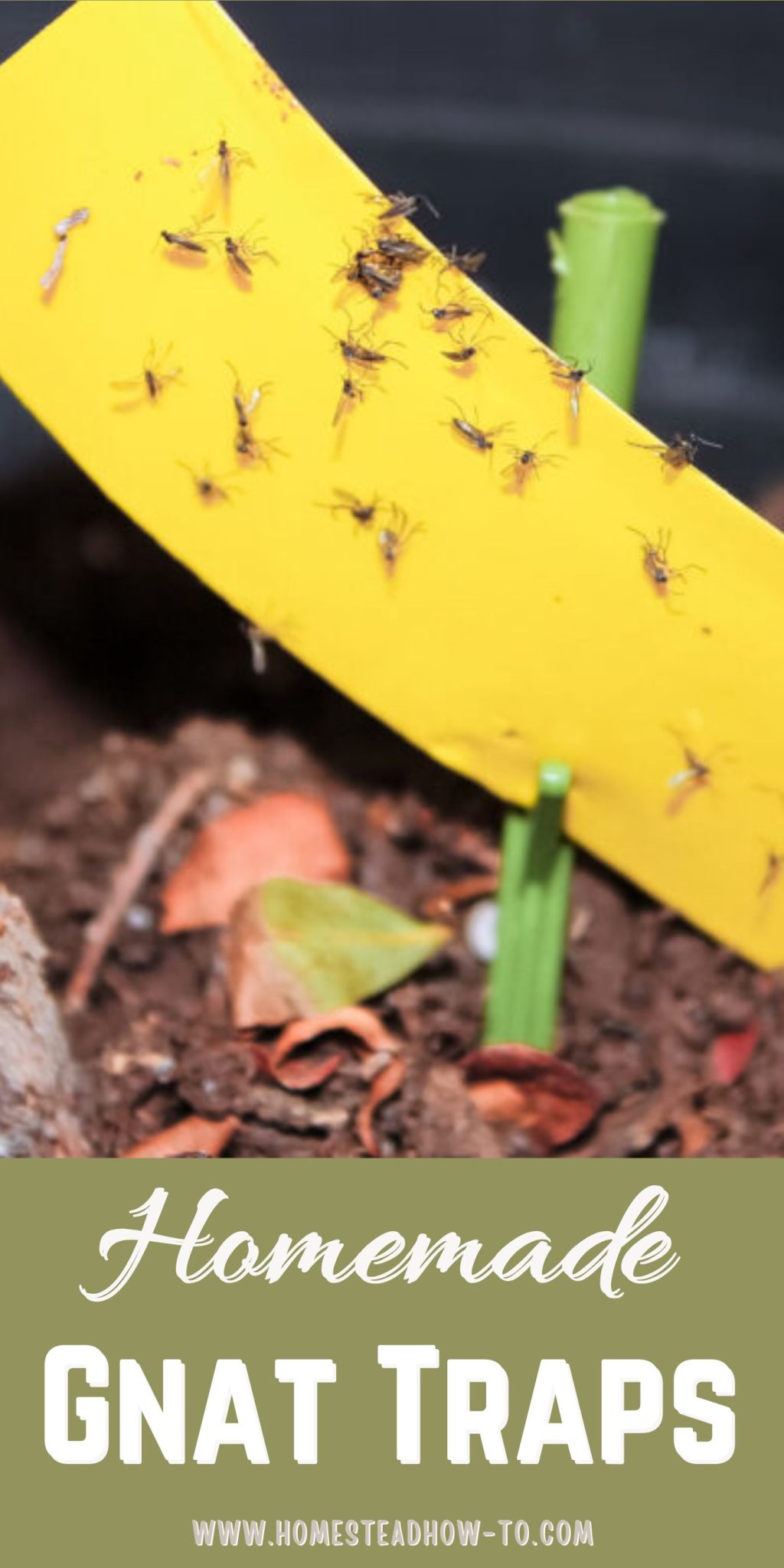 How to Reduce Fungus Gnats Naturally - frugalgardening.com