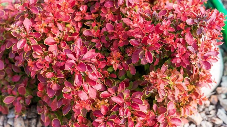 22 Perennials That Will Take Over Your Garden (And Not in a Good Way)