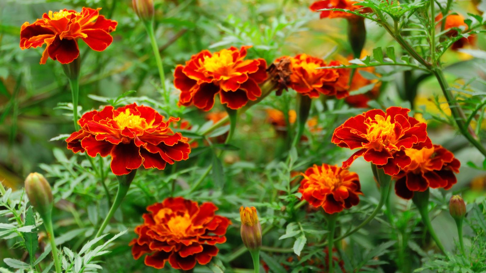 24 Plants You Can Still Sow And Grow In June