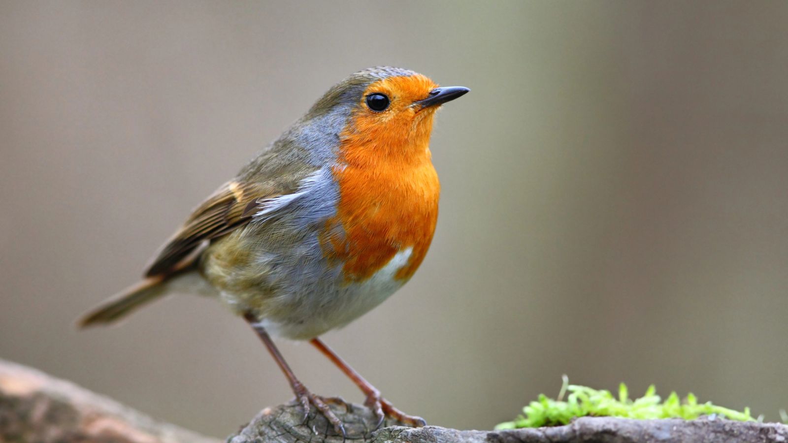 Birds Are Avoiding Your Yard &mdash; Here&rsquo;s Why