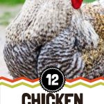 12 Chicken Breeds That Will Keep the Noise Down