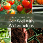 12 Plants That Don't Pair Well with Watermelons