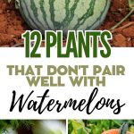 12 Plants That Don't Pair Well with Watermelons