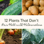 12 Plants That Don't Pair Well with Watermelons