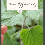 12 Plants That Repel Ticks and Fleas Effectively