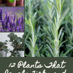 12 Plants That Repel Ticks and Fleas Effectively