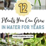 12 Plants You Can Grow In Water For Years
