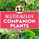 12 Watermelon Companion Plants