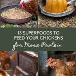 13 Superfoods To Feed Your Chickens For More Protein