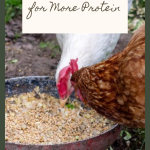 13 Superfoods To Feed Your Chickens for More Protein