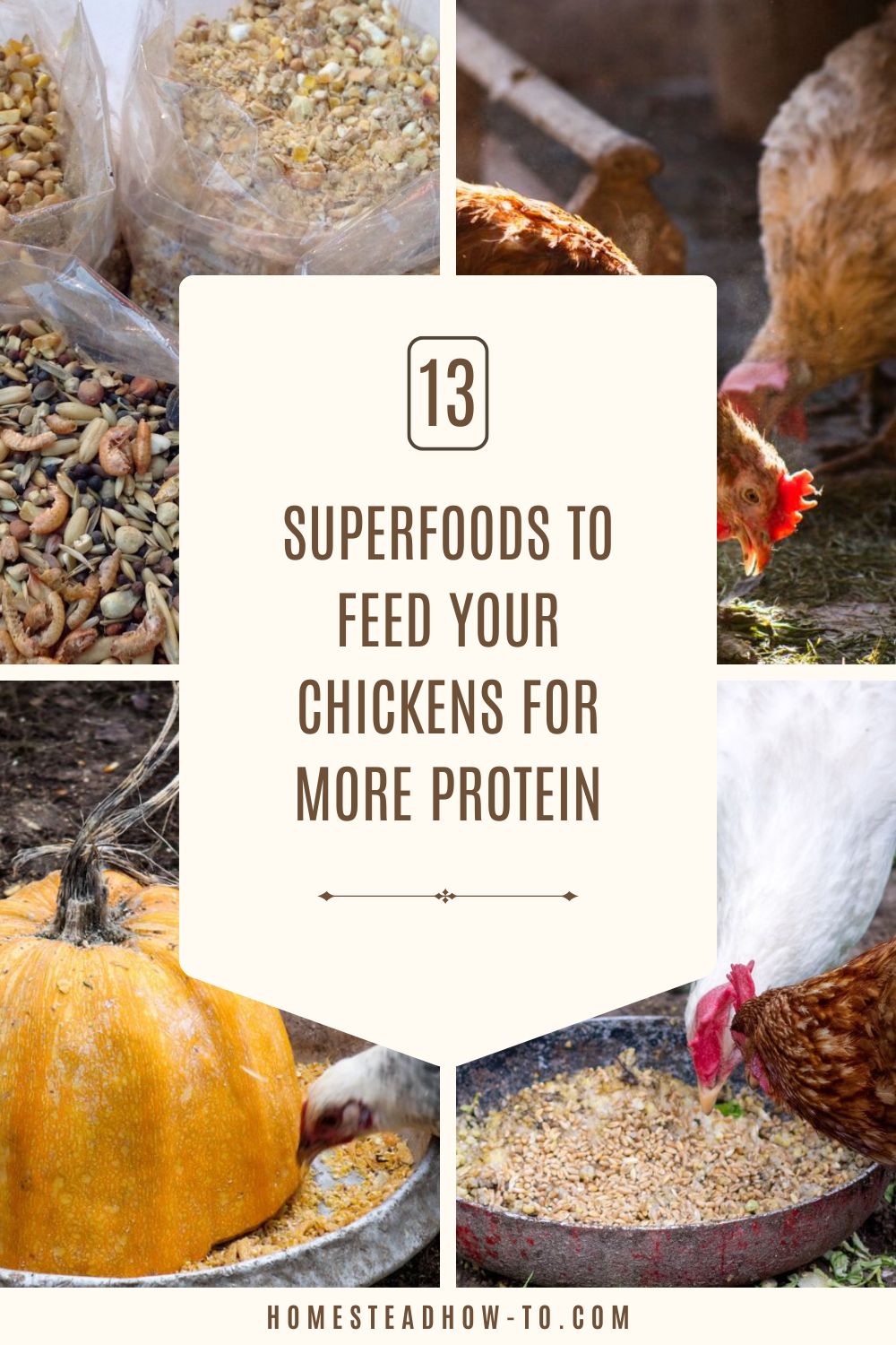 13 Superfoods To Feed Your Chickens For More Protein