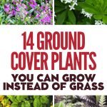 14 Ground Cover Plants You Can Grow Instead of Grass