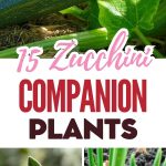15 Zucchini Companion Plants
