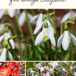16 Beautiful Plants Perfect for Tough Clay Soil
