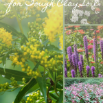 16 Beautiful Plants Perfect for Tough Clay Soil